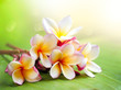 Frangipani Tropical Spa Flower. Plumeria. Shallow DOF