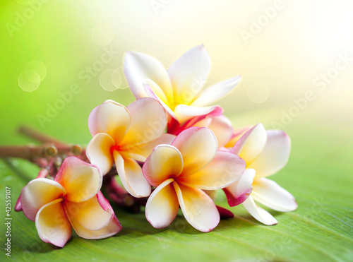 Photo: Frangipani Tropical Spa Flower. Plumeria. Shallow DOF Frangipani Tropical Spa Flower. Plumeria. Shallow DOF