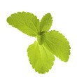 Foto: feuille de stevia rebaudiana, édulcorant naturel feuille de stevia rebaudiana, édulcorant naturel