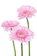 Gerbera