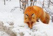 Red fox en face in snowy wood