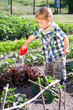 Foto: Kleiner Junge gießt Saltpflanzen Kleiner Junge gießt Saltpflanzen