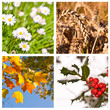 Collage Carré 4 Saisons