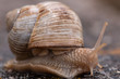 Snail