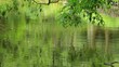 fresh green and pond