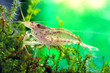 Caridina Japonica