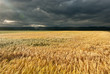 Weizenfeld Gewitter Unwetter