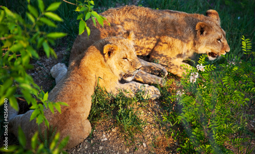 Photo: Lion Lion