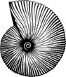 Seashell