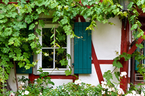 Foto: Zugewachsenes Fenster Zugewachsenes Fenster