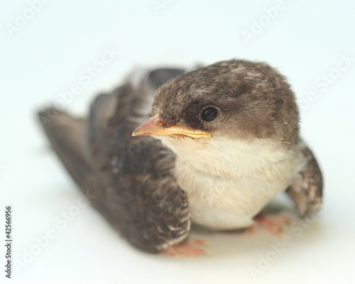 Foto: young swallow young swallow