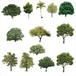 Trees, Grass