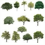 Trees, Grass