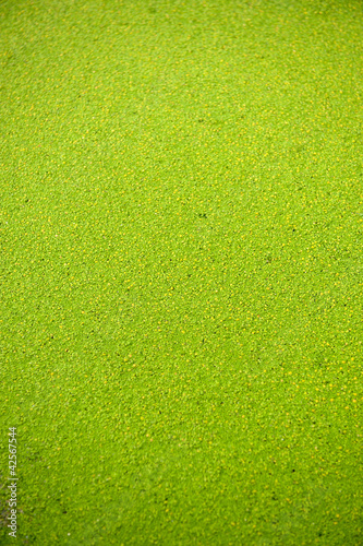 Photo: Green texture Green texture