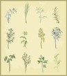 Collection of fresh herbs.