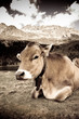 Foto: mucca al pascolo mucca al pascolo