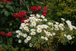 Margeriten und rote Rosen