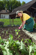 Photo: Grandmother planting vegetables Grandmother planting vegetables