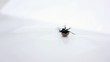 Video: beetle beetle
