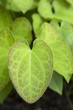 Blätter einer Elfenblume (Epimedium) im Garten