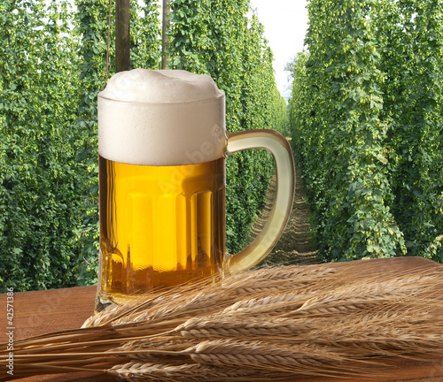 Photo: beer with hop field beer with hop field