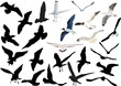 Gulls Collection Isolated On W...
