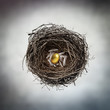 gold egg in nest