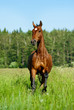 purebred horse