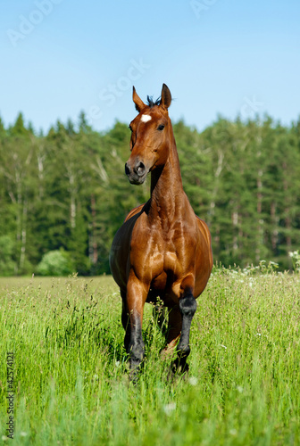 Photo: purebred horse purebred horse