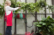 Side view of senior female gardener spraying pesticide on plants in garden center