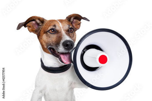 Photo: dog megaphone dog megaphone
