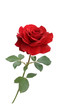 Foto: Rose Rose