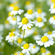 Kamille, Blüten