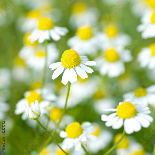 Photo: Kamille, Blüten Kamille, Blüten