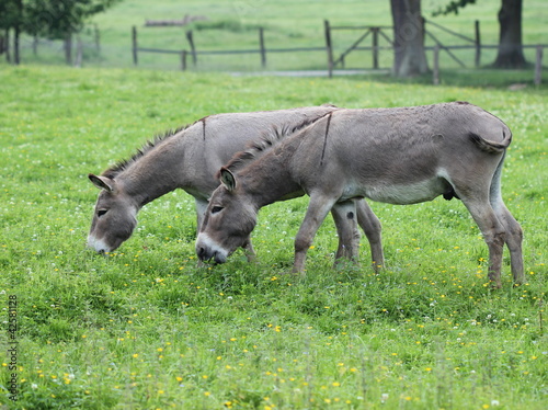 Foto: Zwei Esel grasen auf Frühlingswiese Zwei Esel grasen auf Frühlingswiese