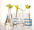 Biotechnology , Plant laboratory