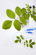 Ecology laboratory, experiment 