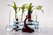 Laboratory glassware containing plants