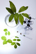 Floral science in laboratory 