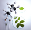 Laboratory glassware containing plants
