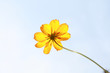 flower single