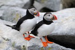 Happy Puffin Couple