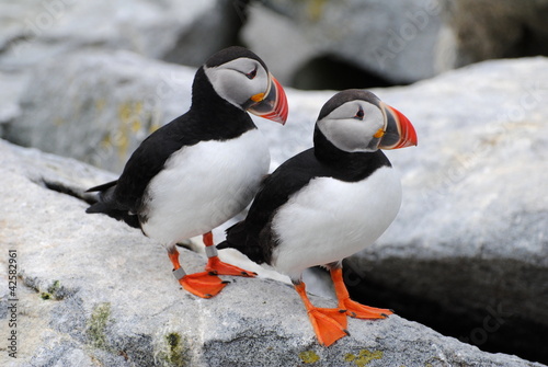 Photo: Happy Puffin Couple Happy Puffin Couple
