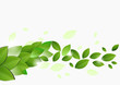 Branch with fresh green leaves. Vector illustration