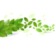 Branch with fresh green leaves. Vector illustration