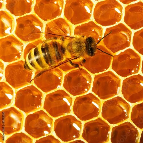 Photo: One bee works on honeycomb One bee works on honeycomb