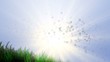 Video: animated growing grass blades,falling water drop animated growing grass blades,falling water drop