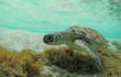 Photo: green sea turtle green sea turtle
