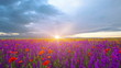 field of flowers at sunset