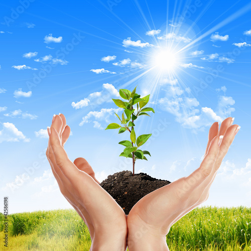 Photo: Hands holding green sprouts Hands holding green sprouts